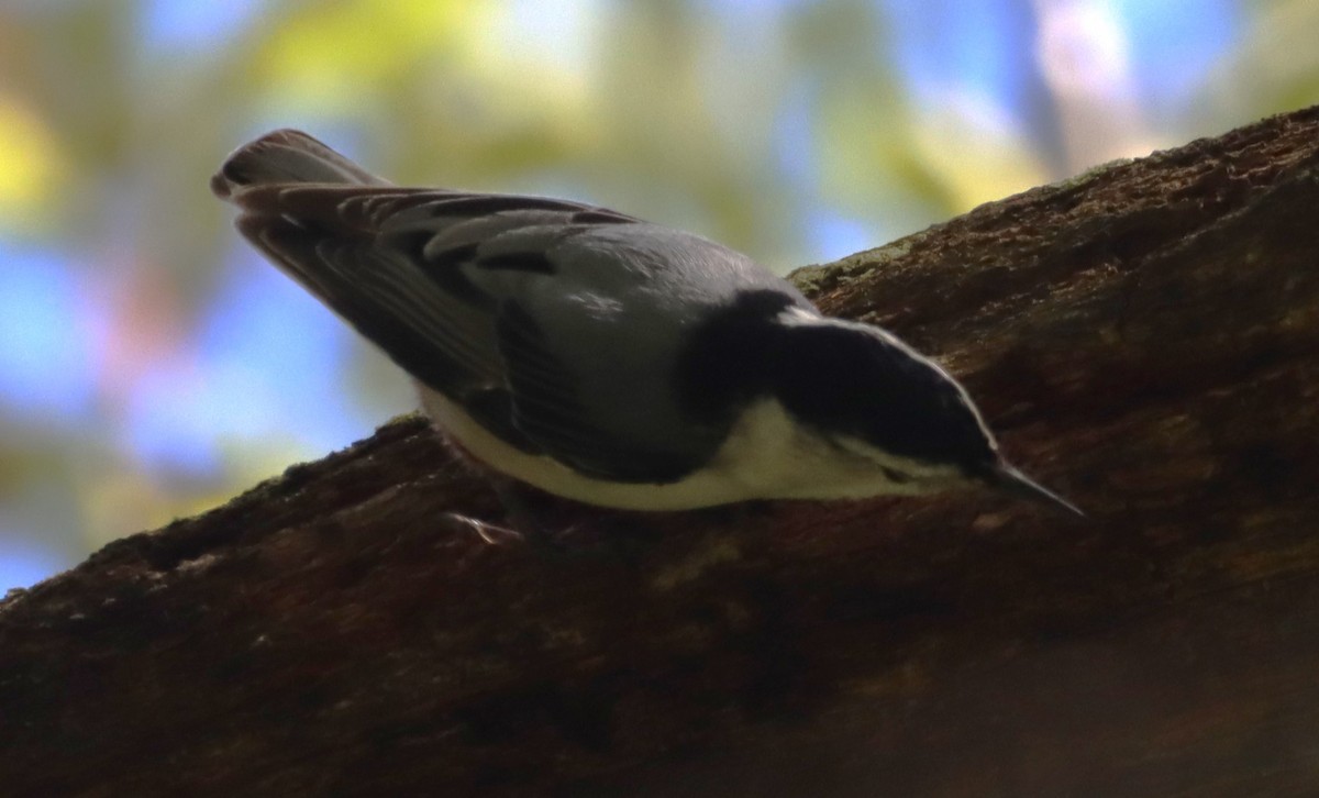 White-breasted Nuthatch - ML619022620