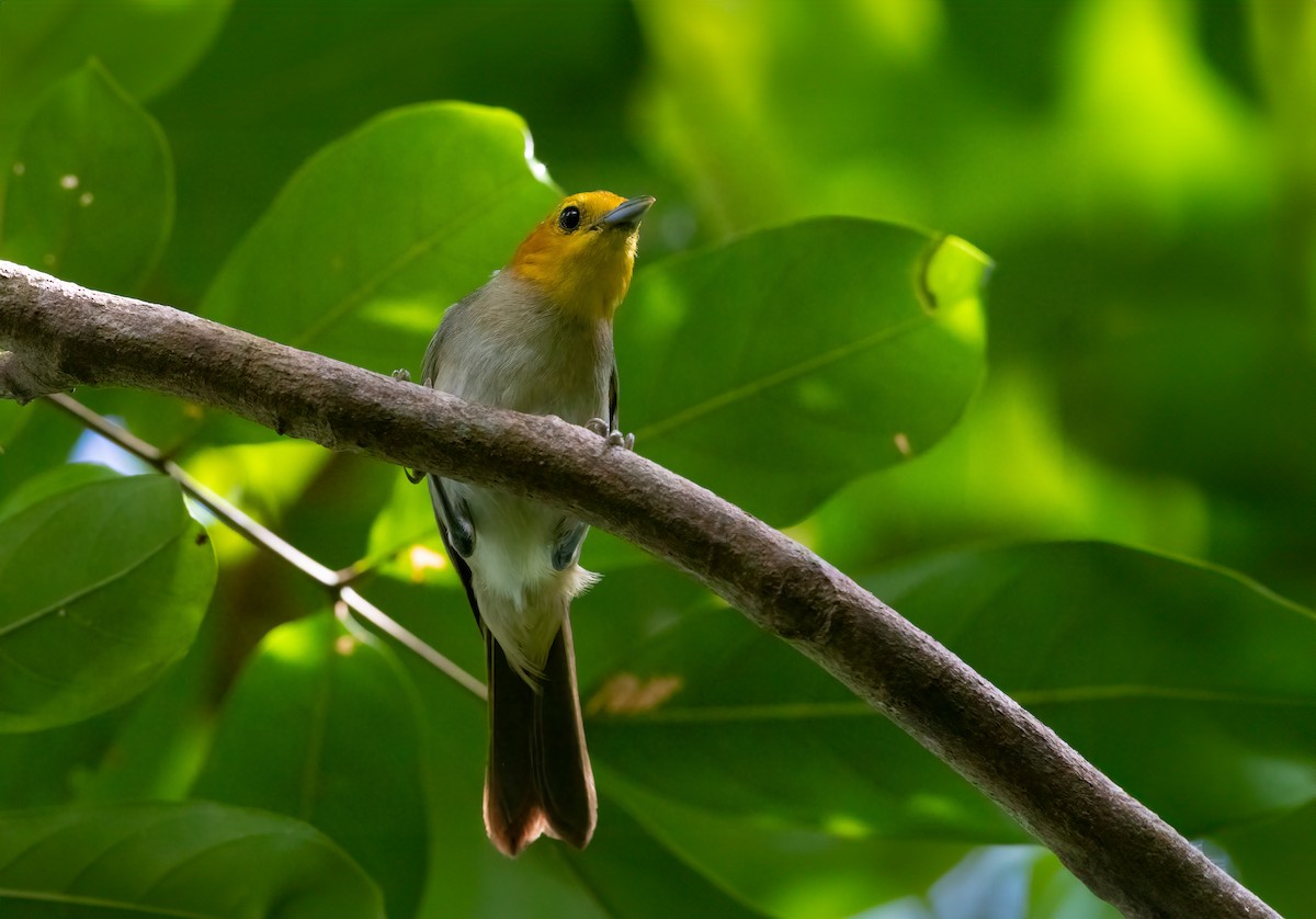 Orange-headed Tanager - Jhonathan Miranda - Wandering Venezuela Birding Expeditions
