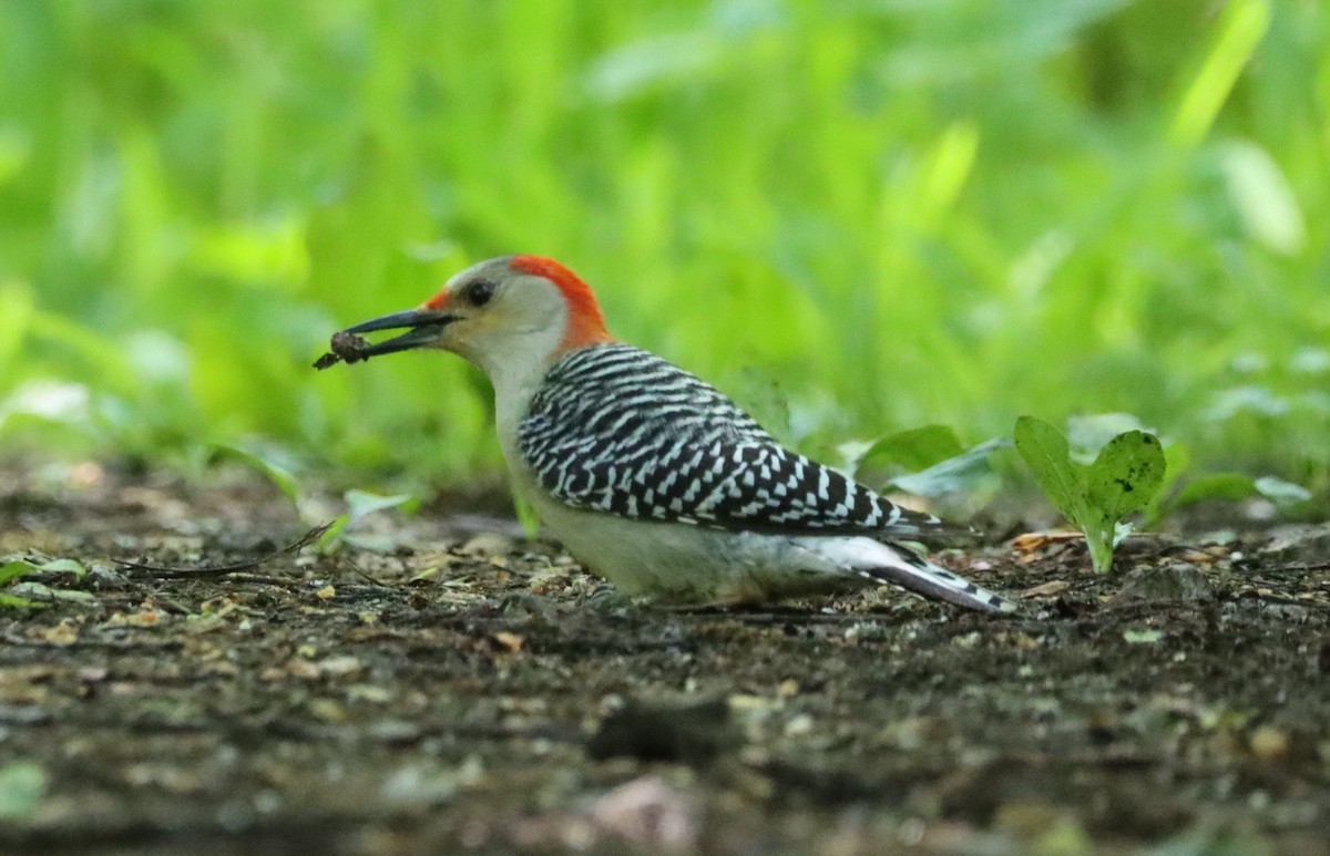 Red-bellied Woodpecker - ML619022704