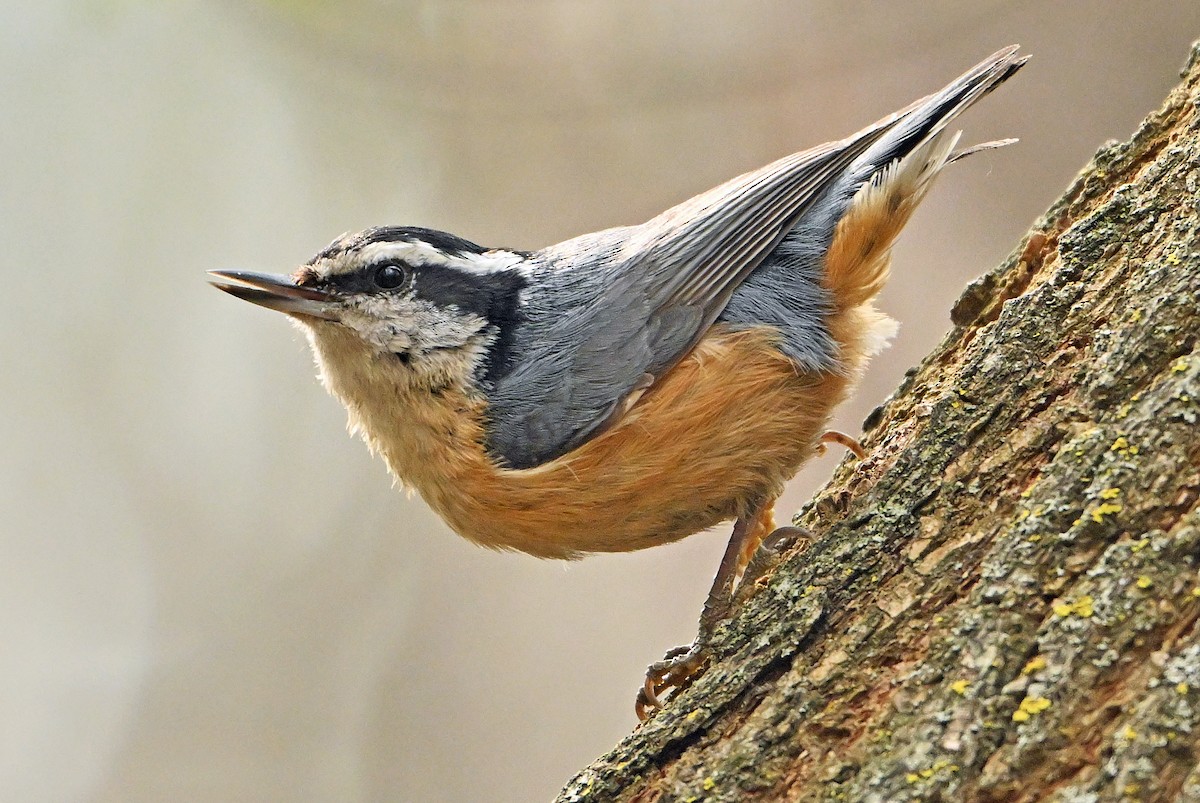 Red-breasted Nuthatch - ML619022765