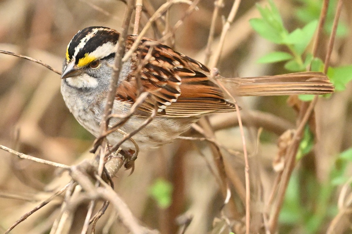 White-throated Sparrow - ML619022803