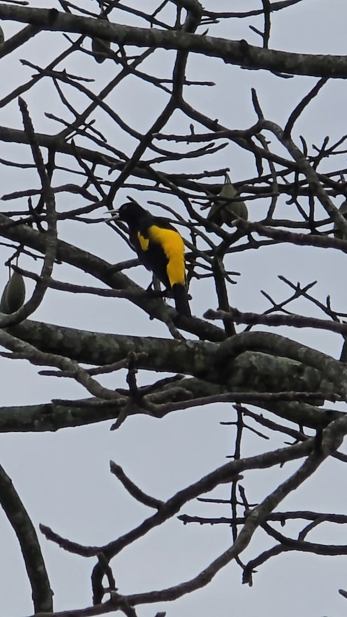 Yellow-rumped Cacique - ML619022831