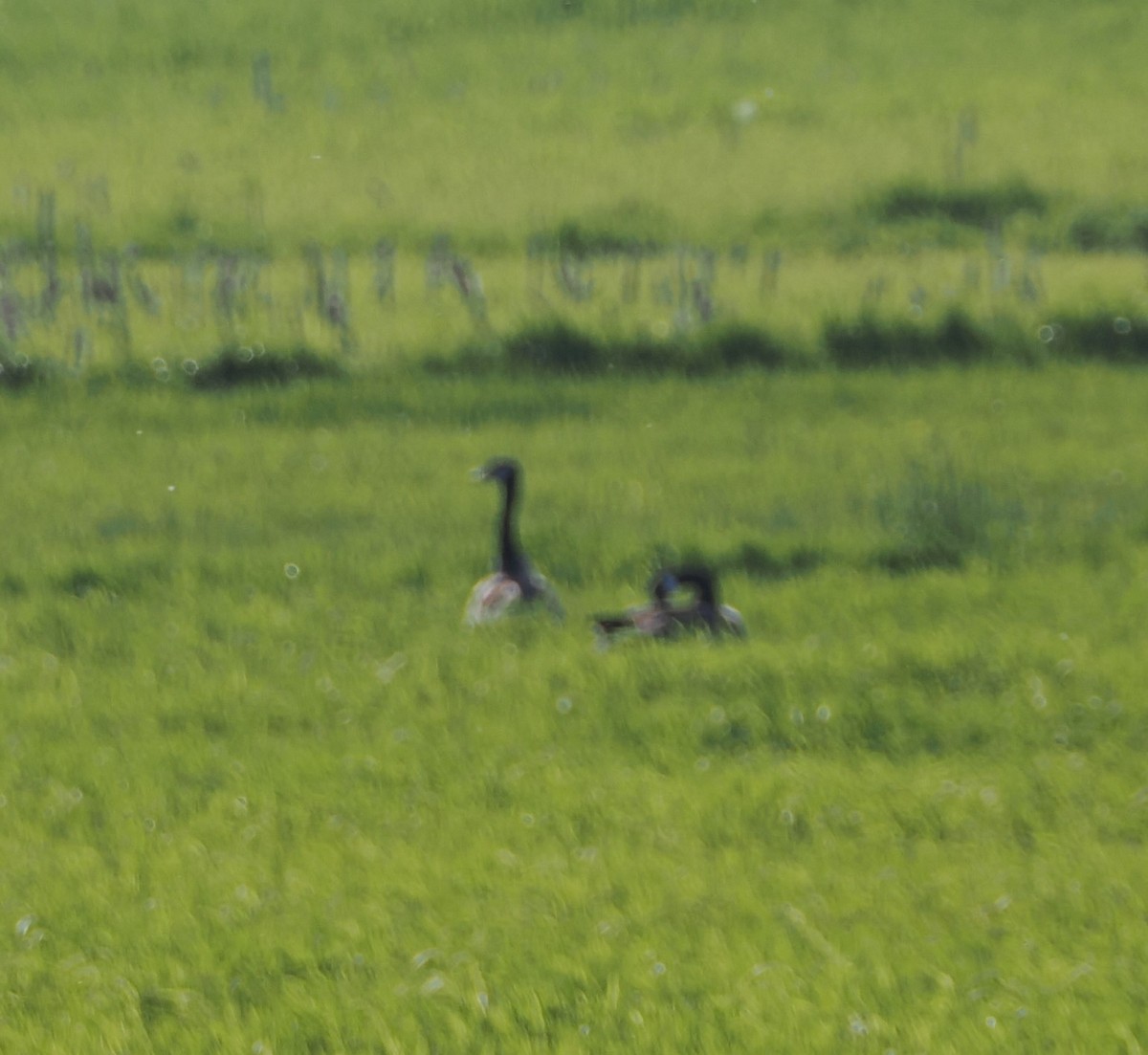 Greater White-fronted Goose - ML619022842
