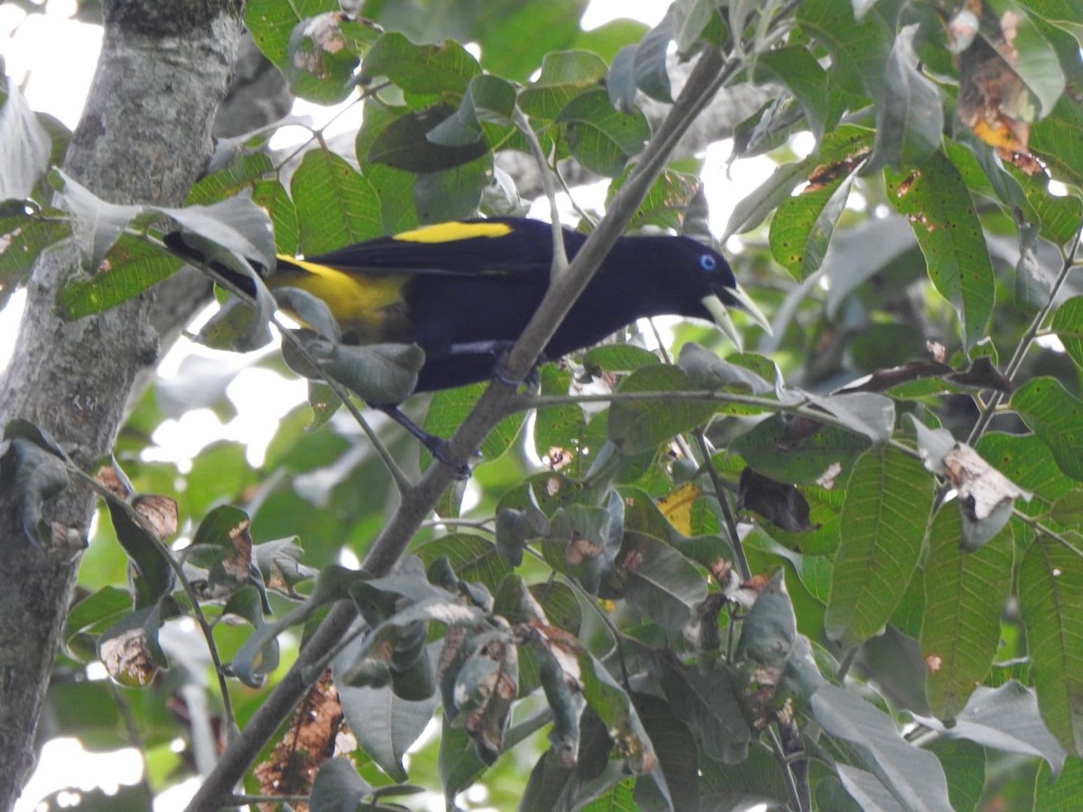 Yellow-rumped Cacique - ML619022847