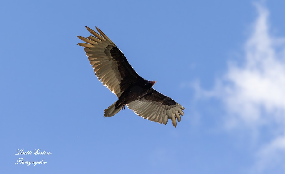 Turkey Vulture - ML619022866