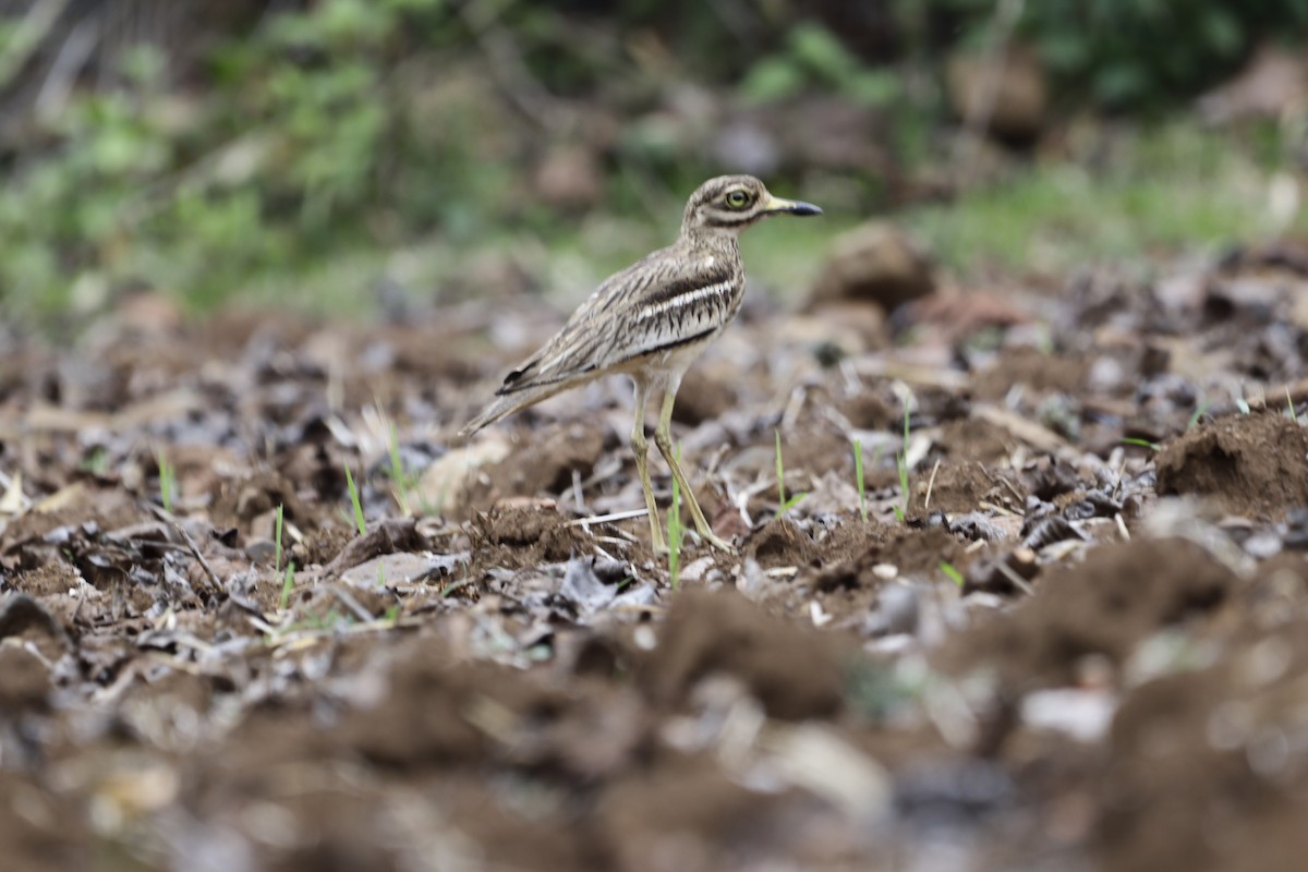 Indian Thick-knee - ML619022871