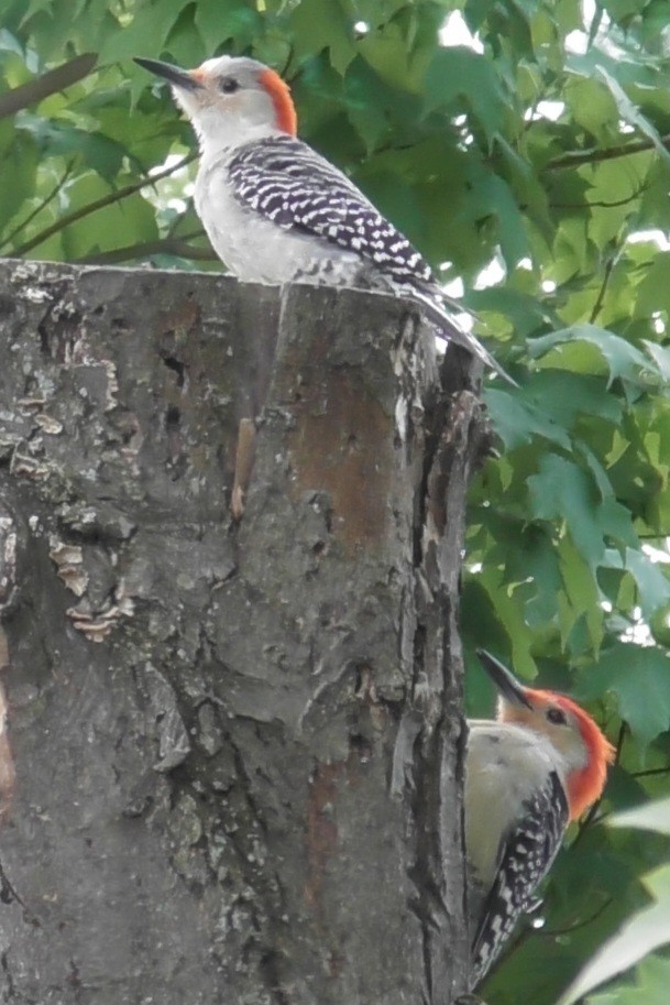 Red-bellied Woodpecker - Paul Dornbusch
