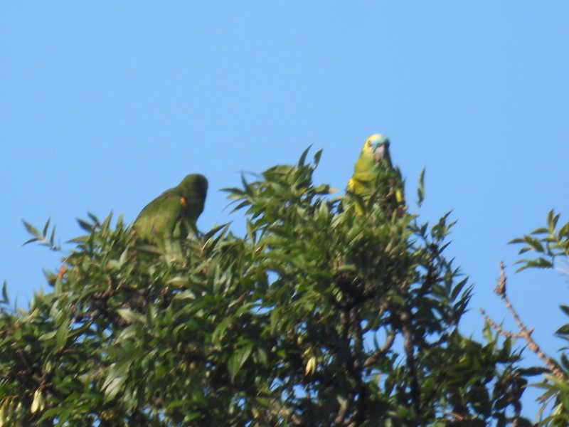 Turquoise-fronted Parrot - bob butler