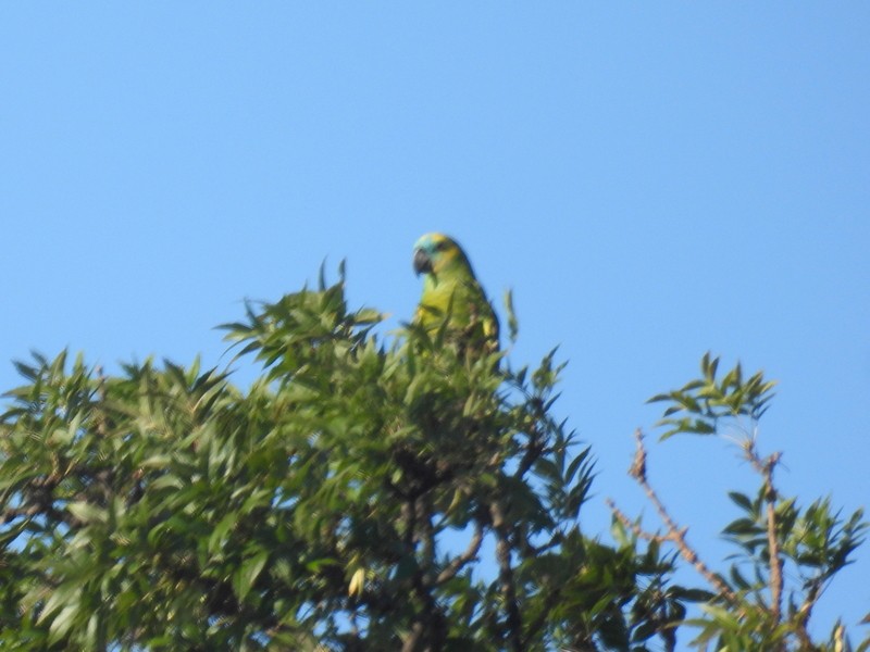 Turquoise-fronted Parrot - ML619022924