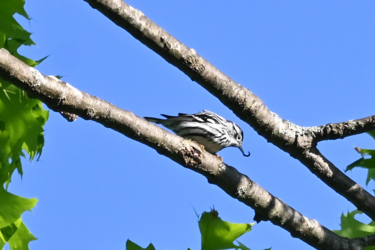 Black-and-white Warbler - ML619022961