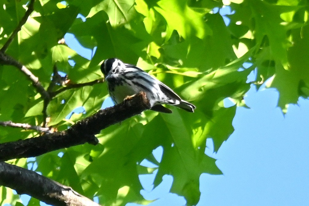 Black-and-white Warbler - ML619022962
