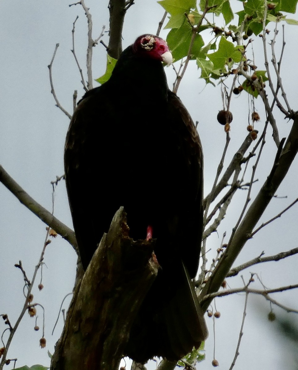 Turkey Vulture - Connee Chandler