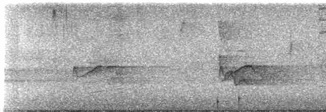 Sarı Karınlı Boreal Sinekkapan - ML619023004