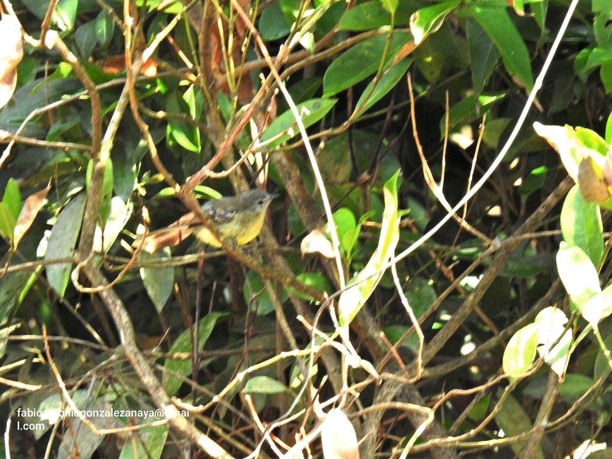 Pale-tipped Tyrannulet - ML619023049