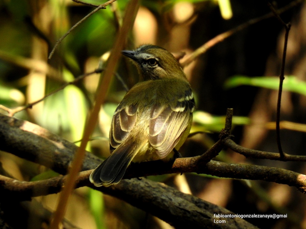 Pale-tipped Tyrannulet - ML619023066