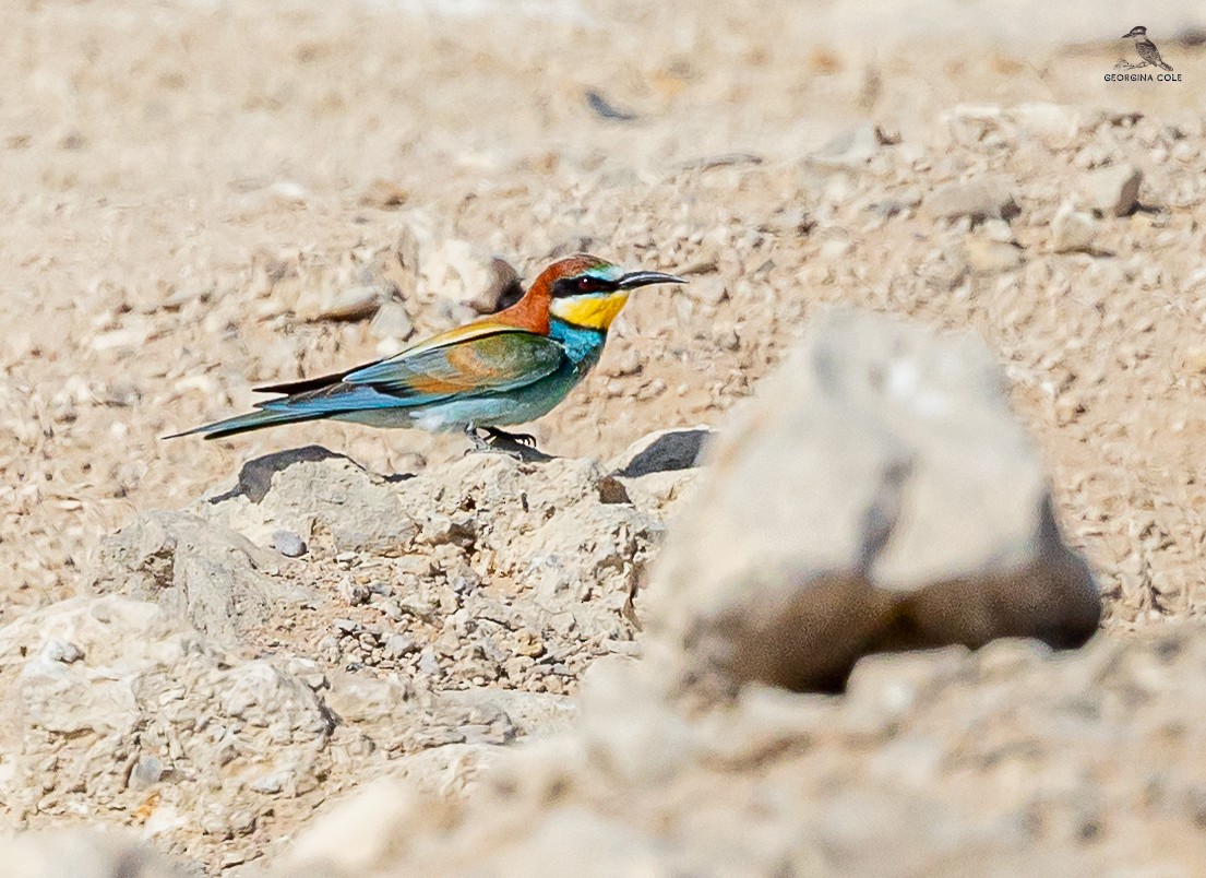 European Bee-eater - ML619023089