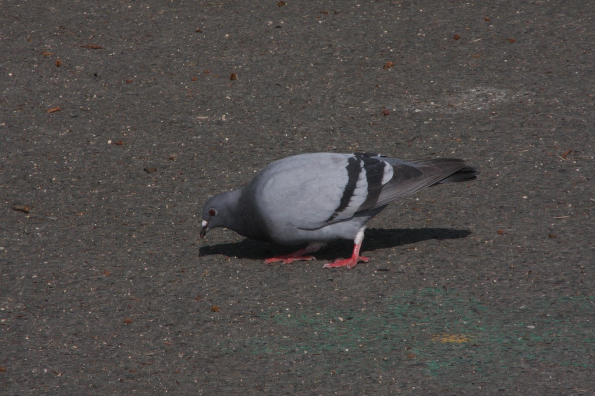Pigeon biset (forme domestique) - ML619023136