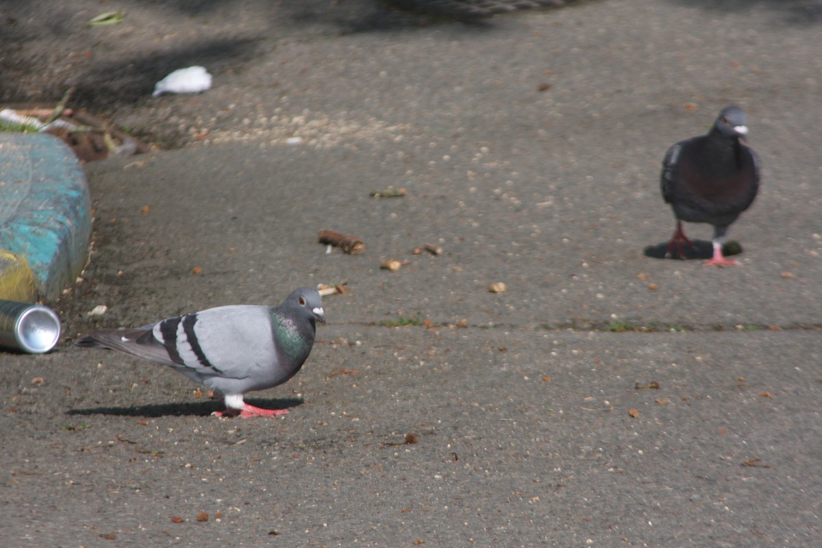 Rock Pigeon (Feral Pigeon) - ML619023137