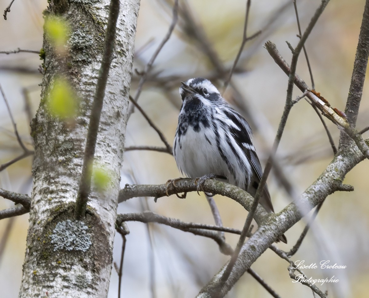 Black-and-white Warbler - ML619023161