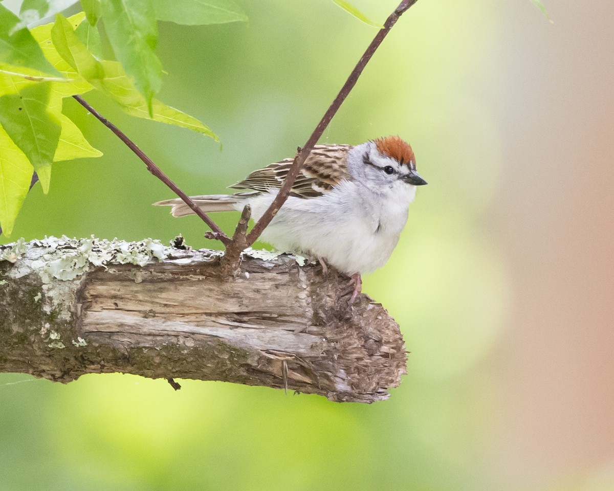 Chipping Sparrow - Jeff Lewis