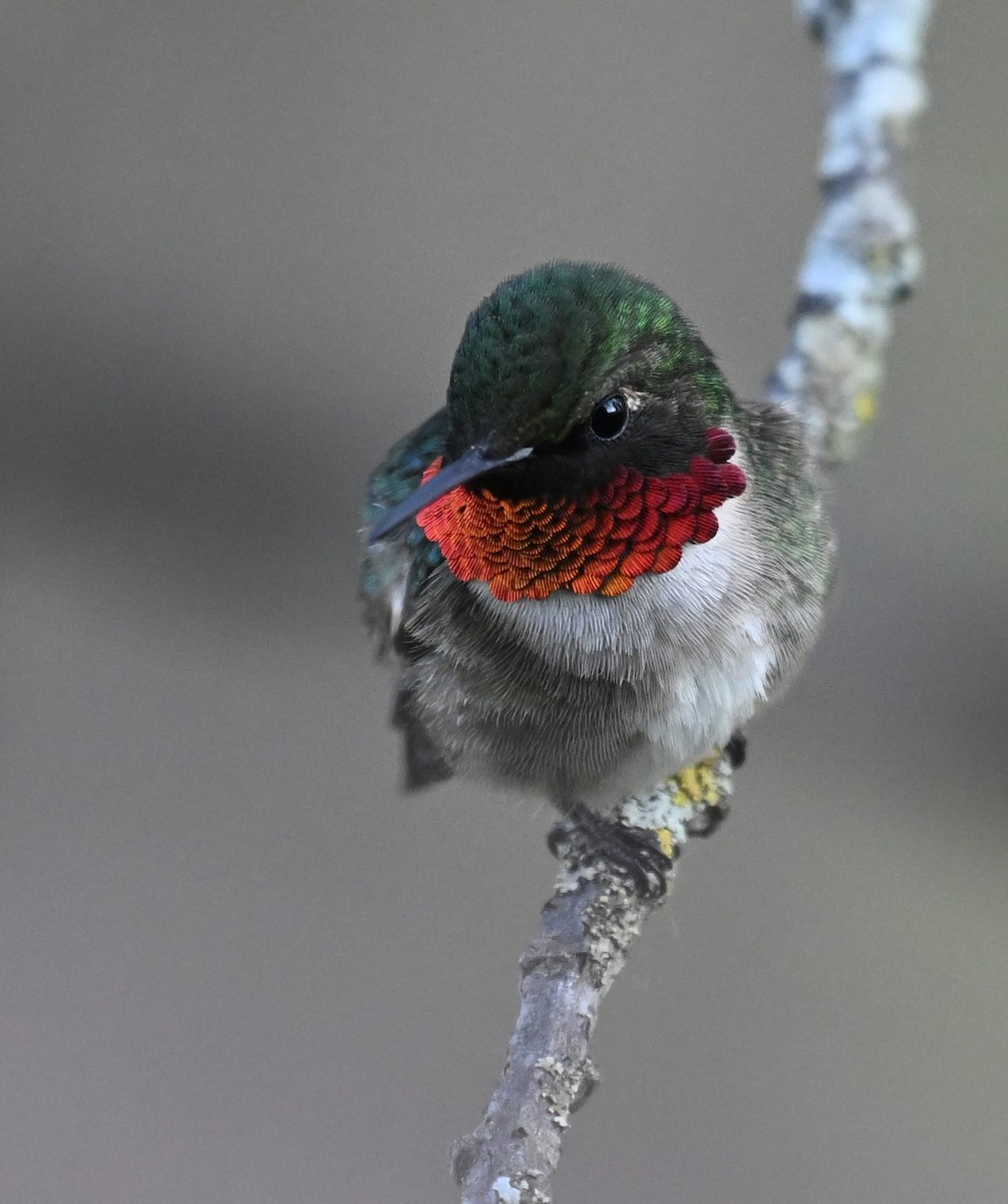 Ruby-throated Hummingbird - Damian Vraniak