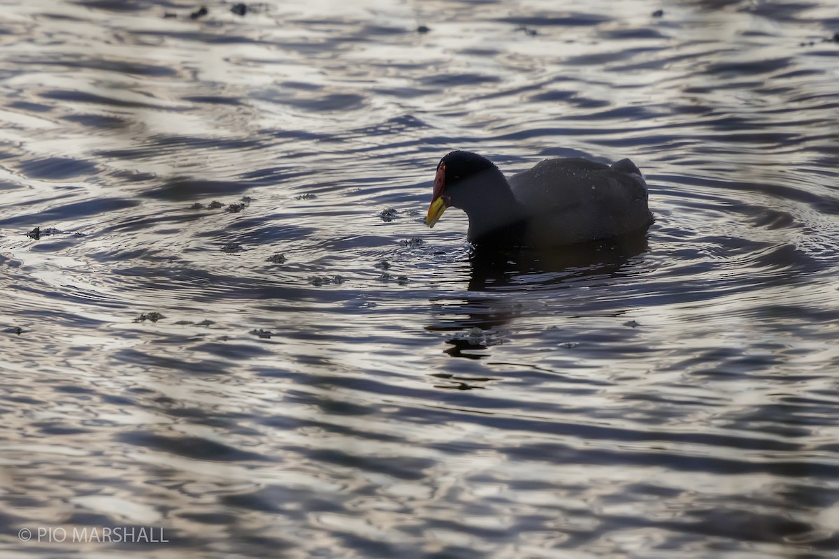 Red-fronted Coot - ML619023228