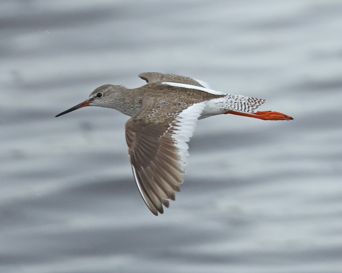 Common Redshank - Dave Bakewell
