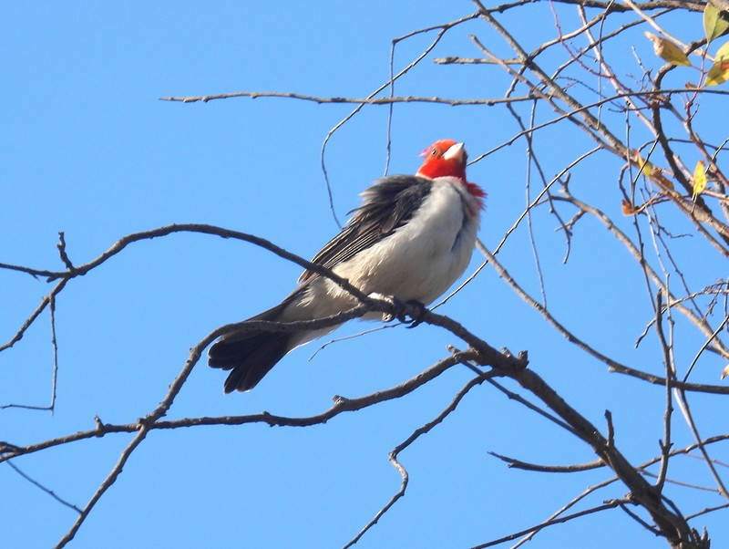 Red-crested Cardinal - ML619023290