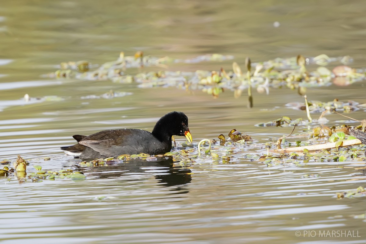 Red-fronted Coot - ML619023297