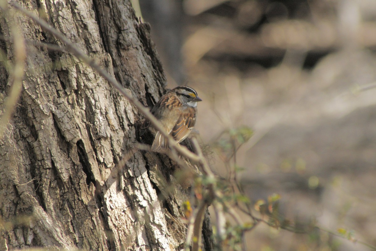 White-throated Sparrow - ML619023314