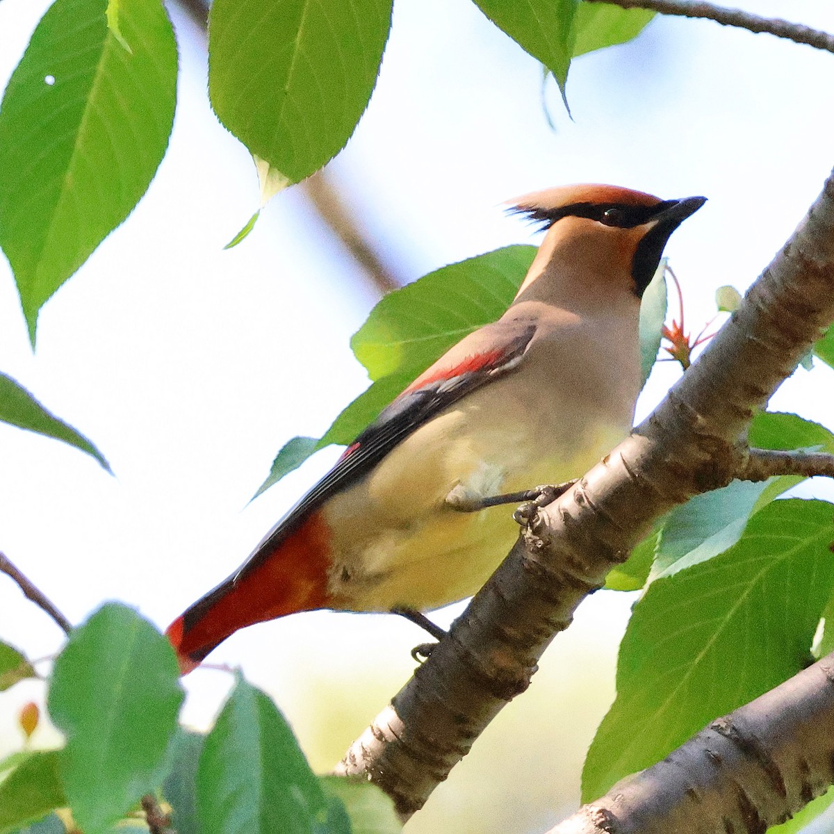 Japanese Waxwing - ML619023351