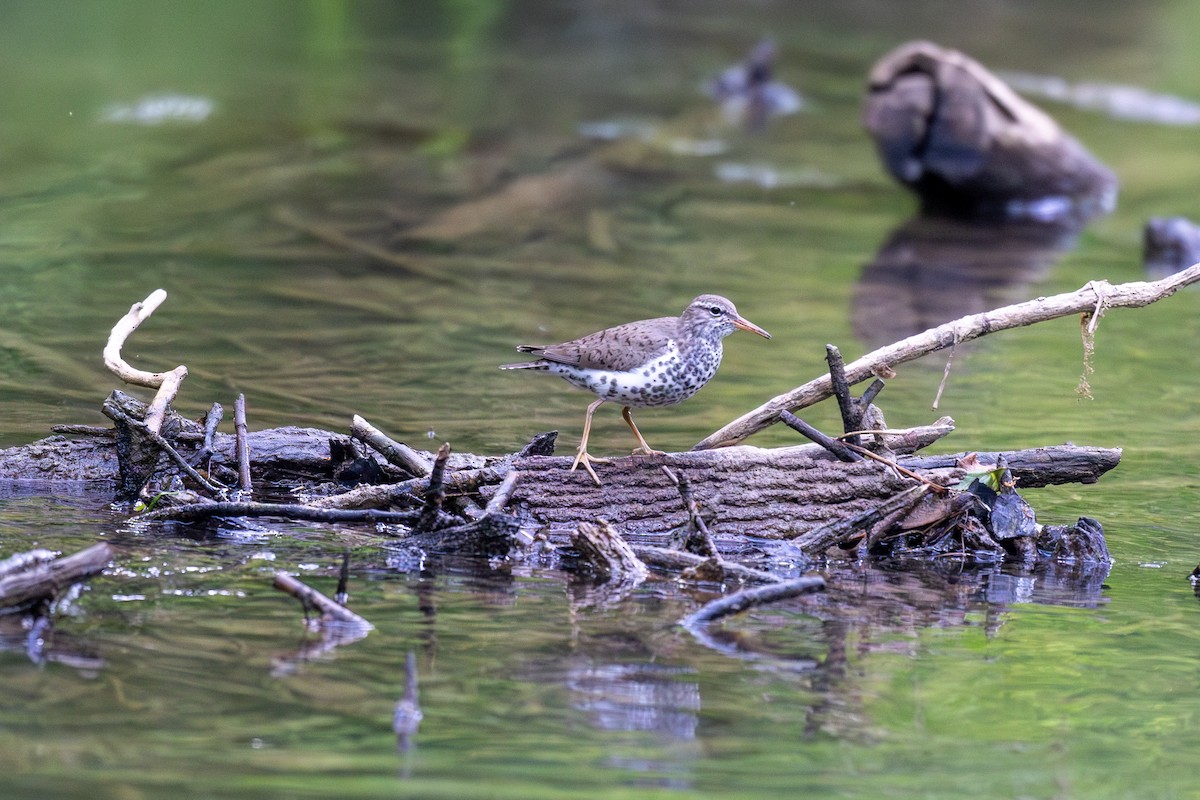 Spotted Sandpiper - Billy Tran