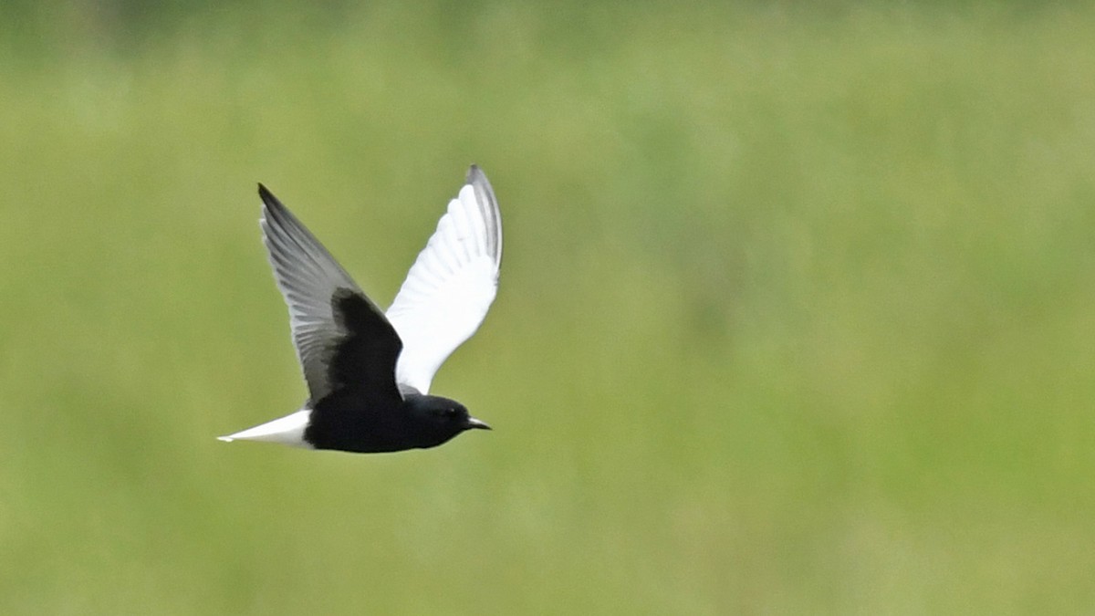 White-winged Tern - ML619023362