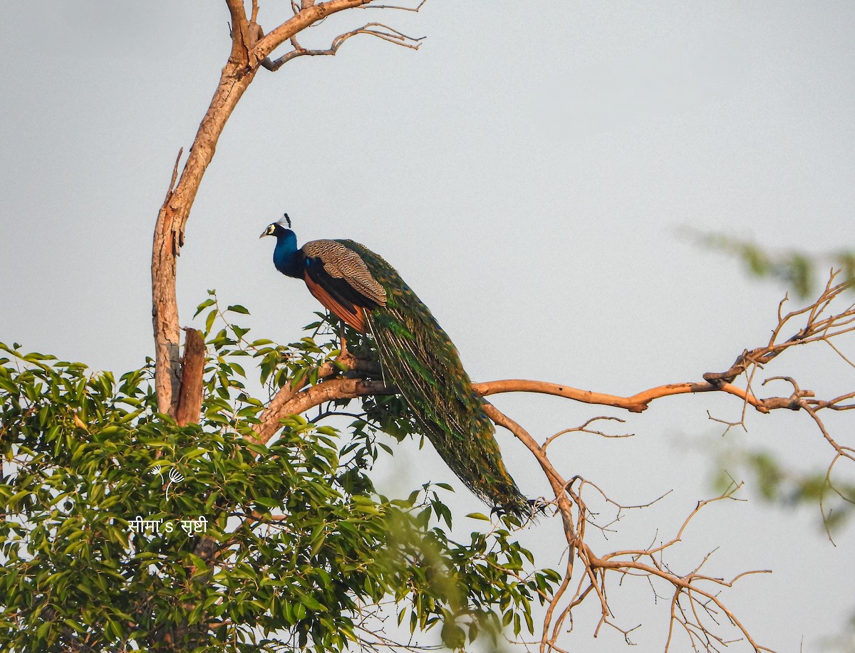 Indian Peafowl - Seema Tangadpalliwar