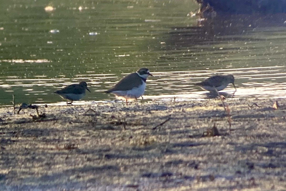 Semipalmated Plover - ML619023451