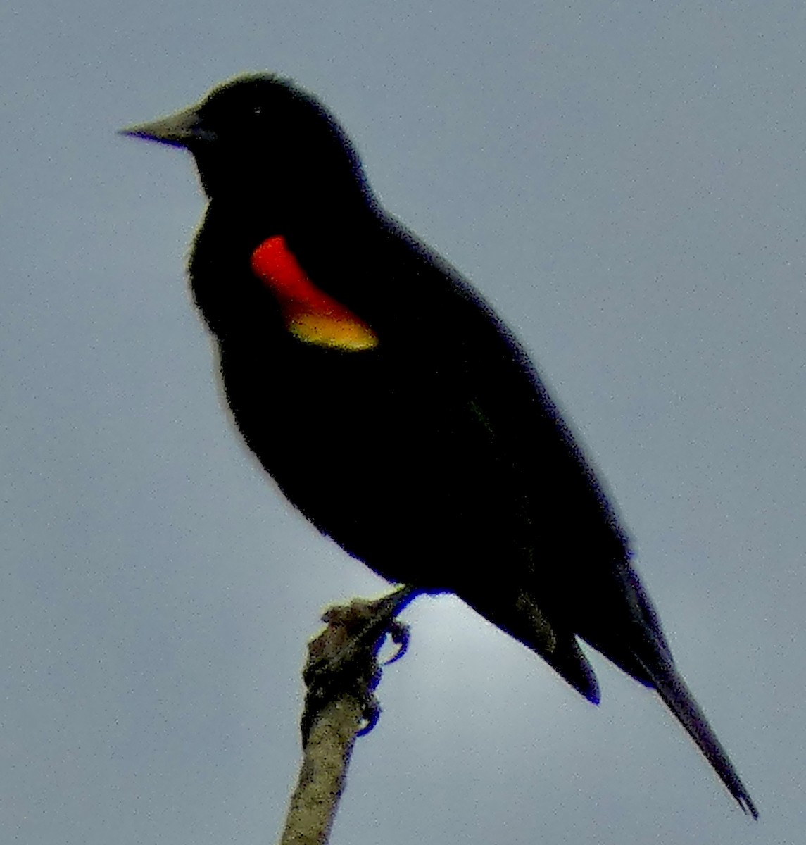 Red-winged Blackbird - ML619023459
