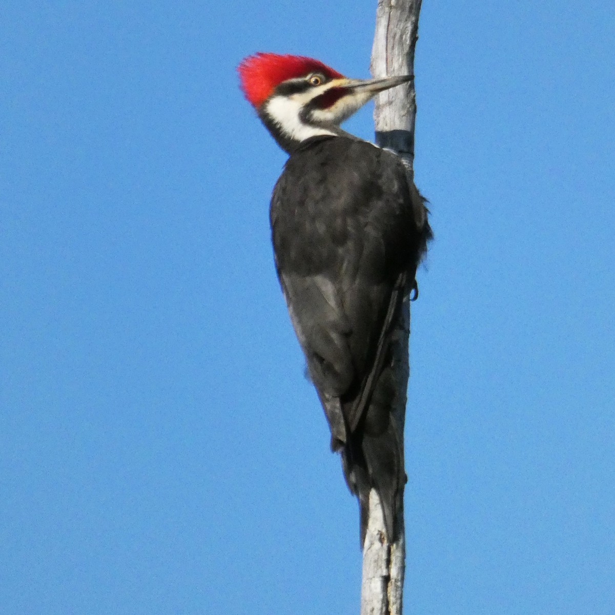 Pileated Woodpecker - ML619023479