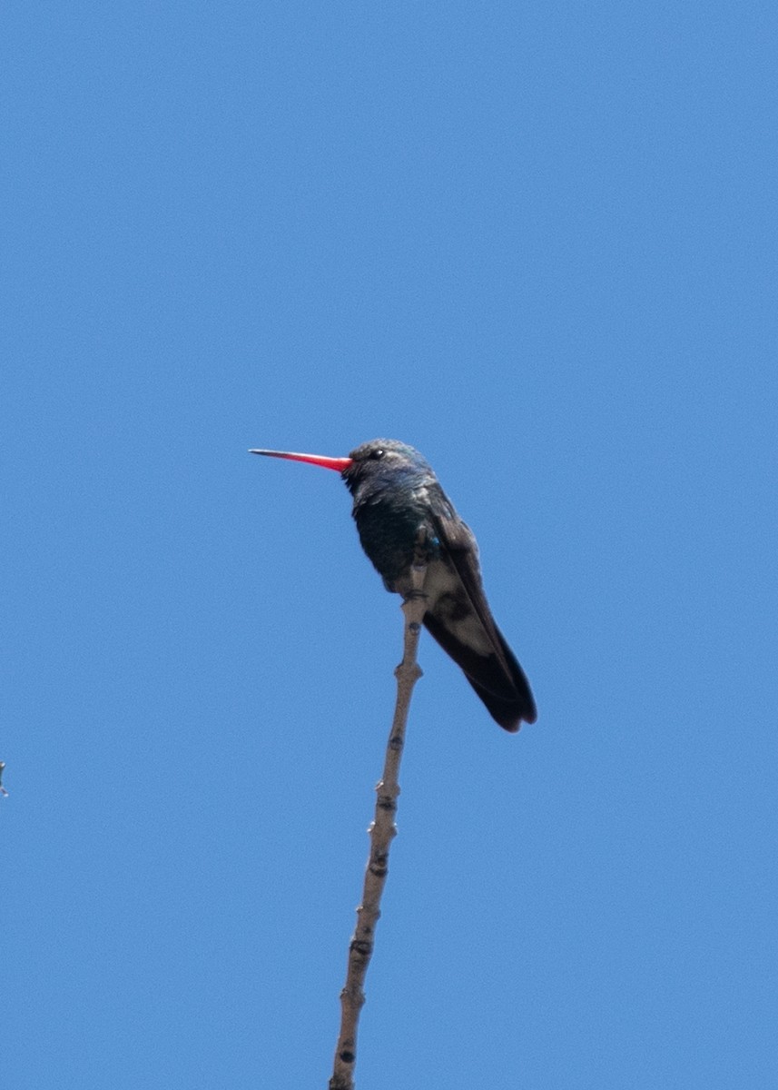 Broad-billed Hummingbird - ML619023491