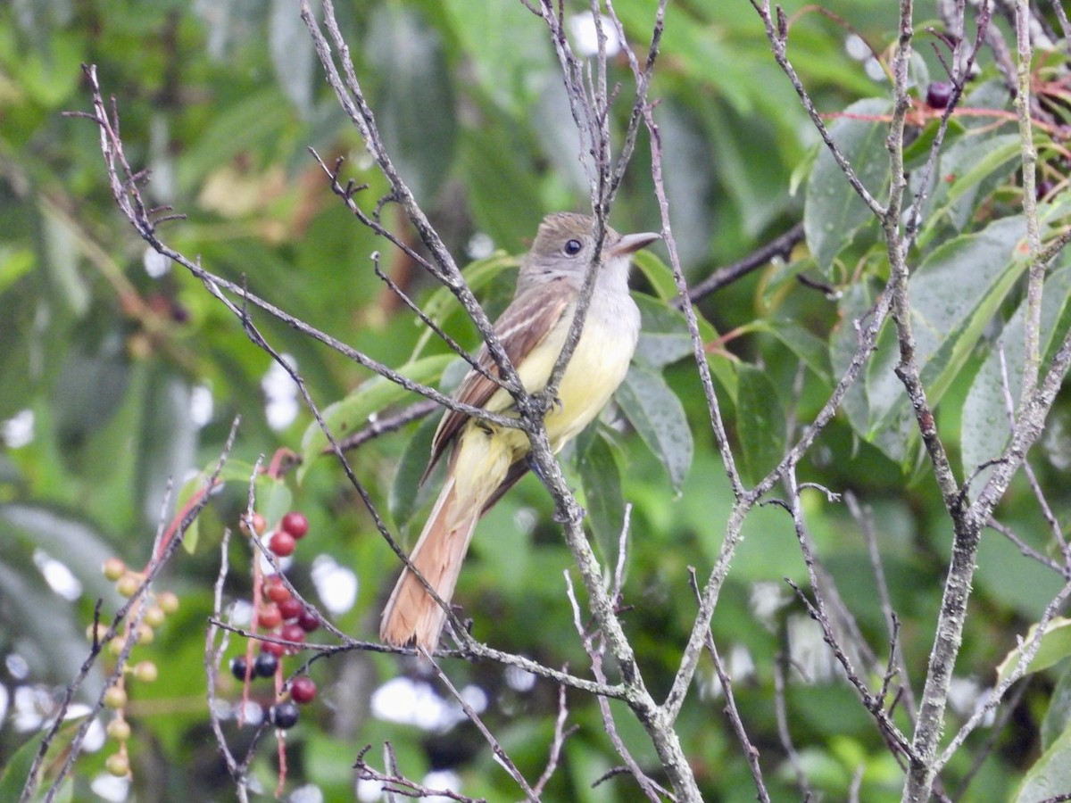 Great Crested Flycatcher - ML619023519