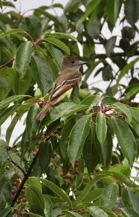 Great Crested Flycatcher - ML619023521