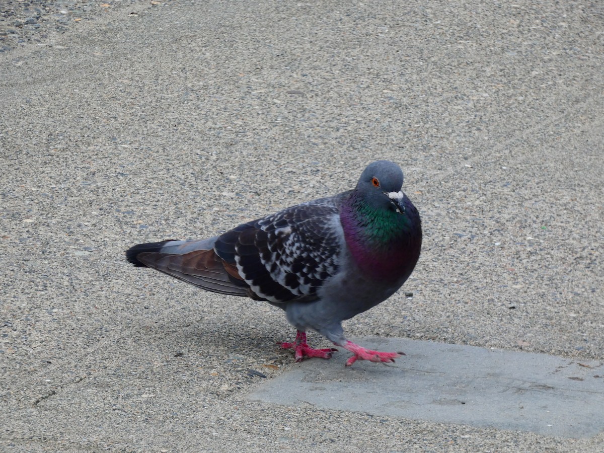 Rock Pigeon (Feral Pigeon) - ML619023618