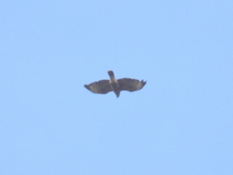 Harris's Hawk (Bay-winged) - ML619023667