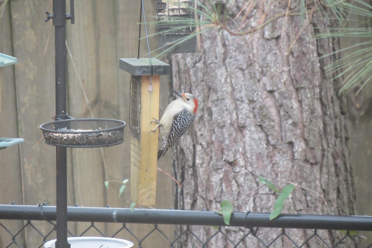 Red-bellied Woodpecker - Sam Holcomb