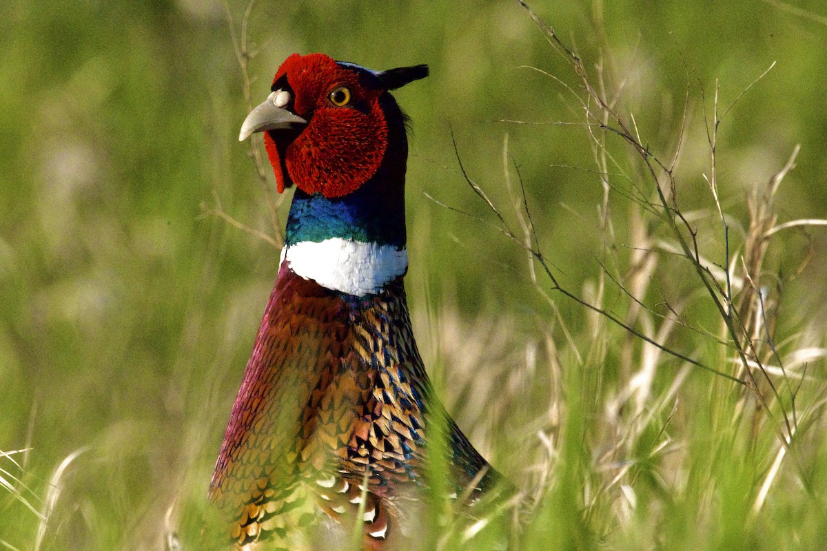Ring-necked Pheasant - ML619023692