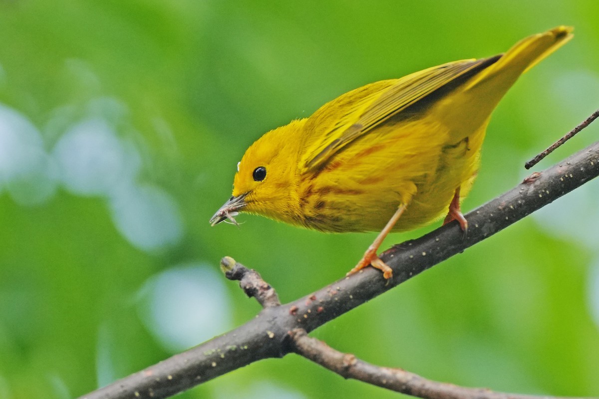 Yellow Warbler - Maneesh Rajvanshi