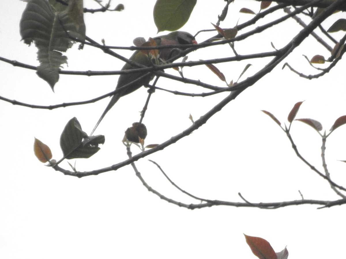Red-breasted Parakeet - Subbu Subramanya