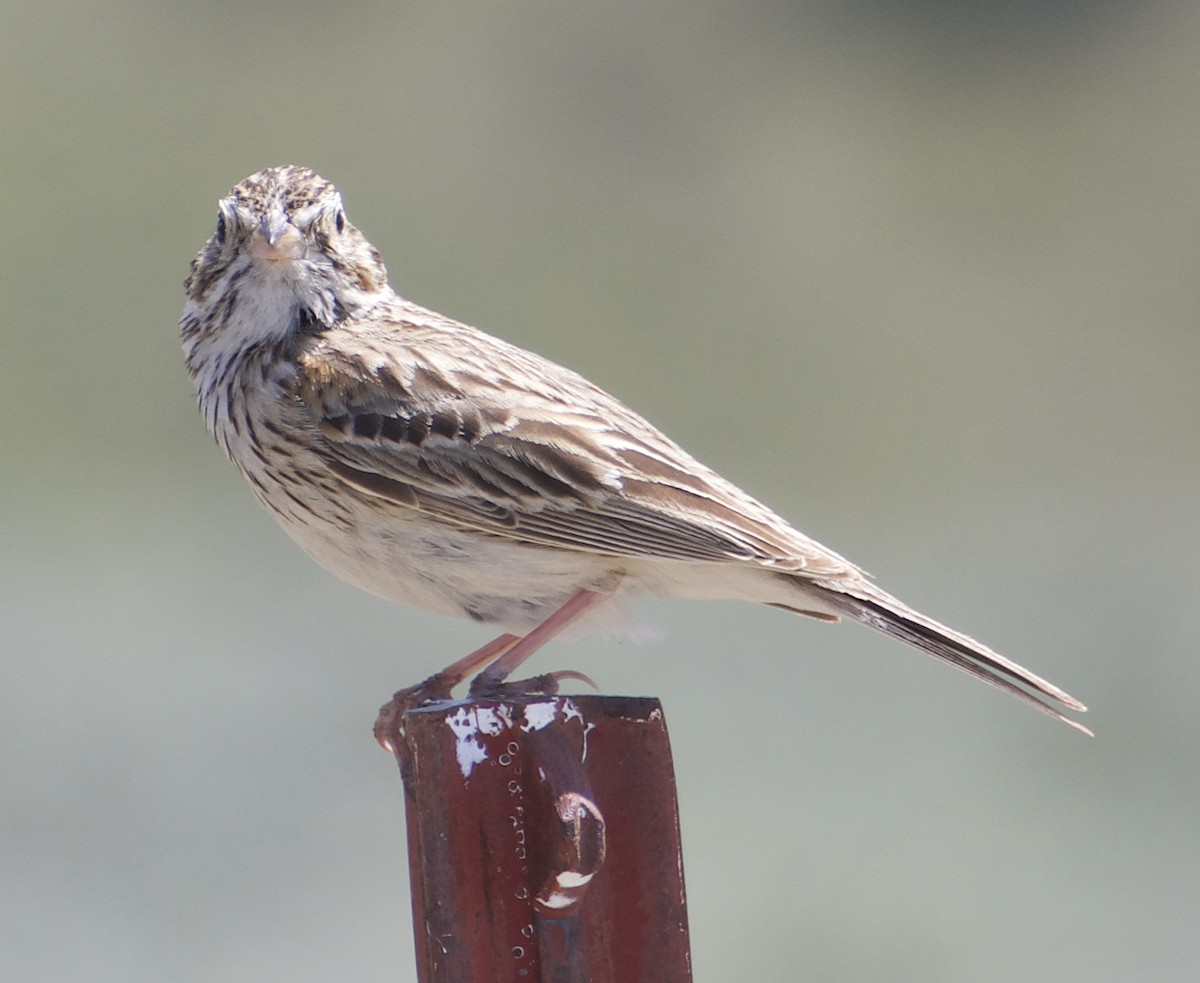 Vesper Sparrow - ML619023824
