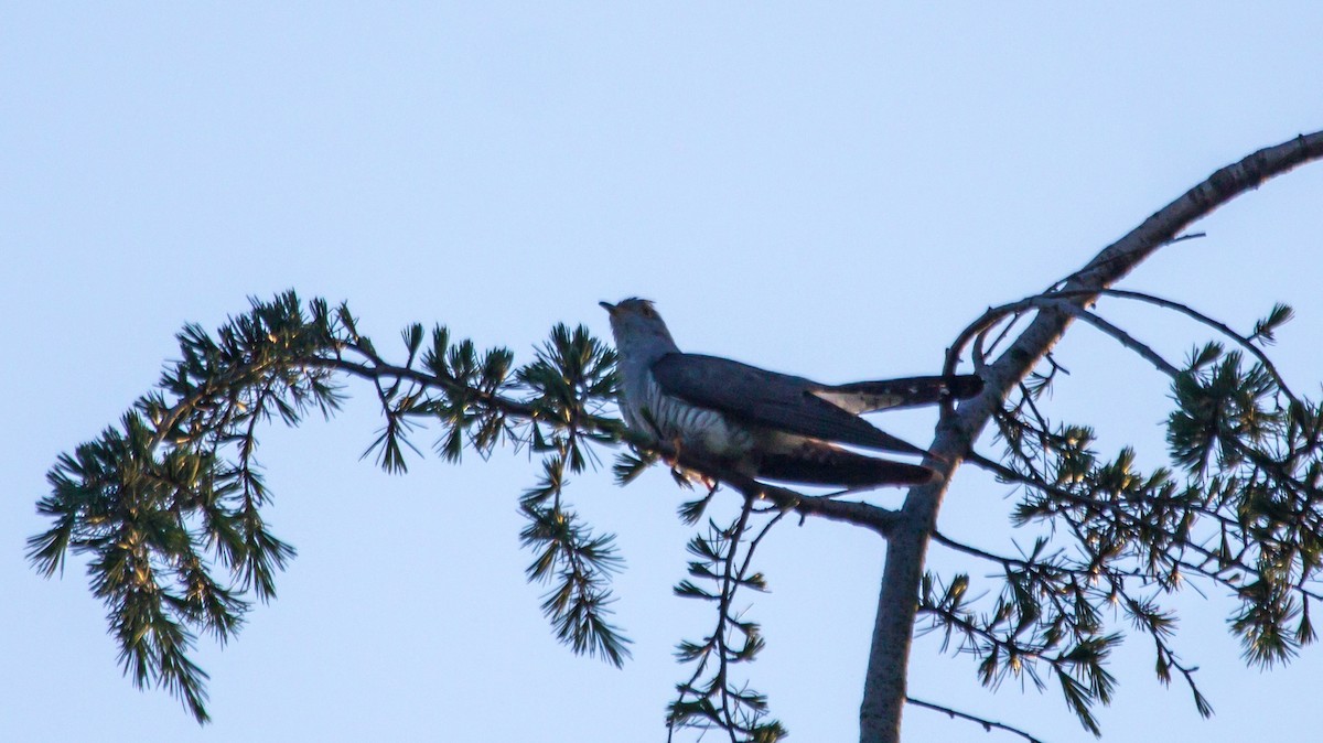 Common Cuckoo - ML619023831