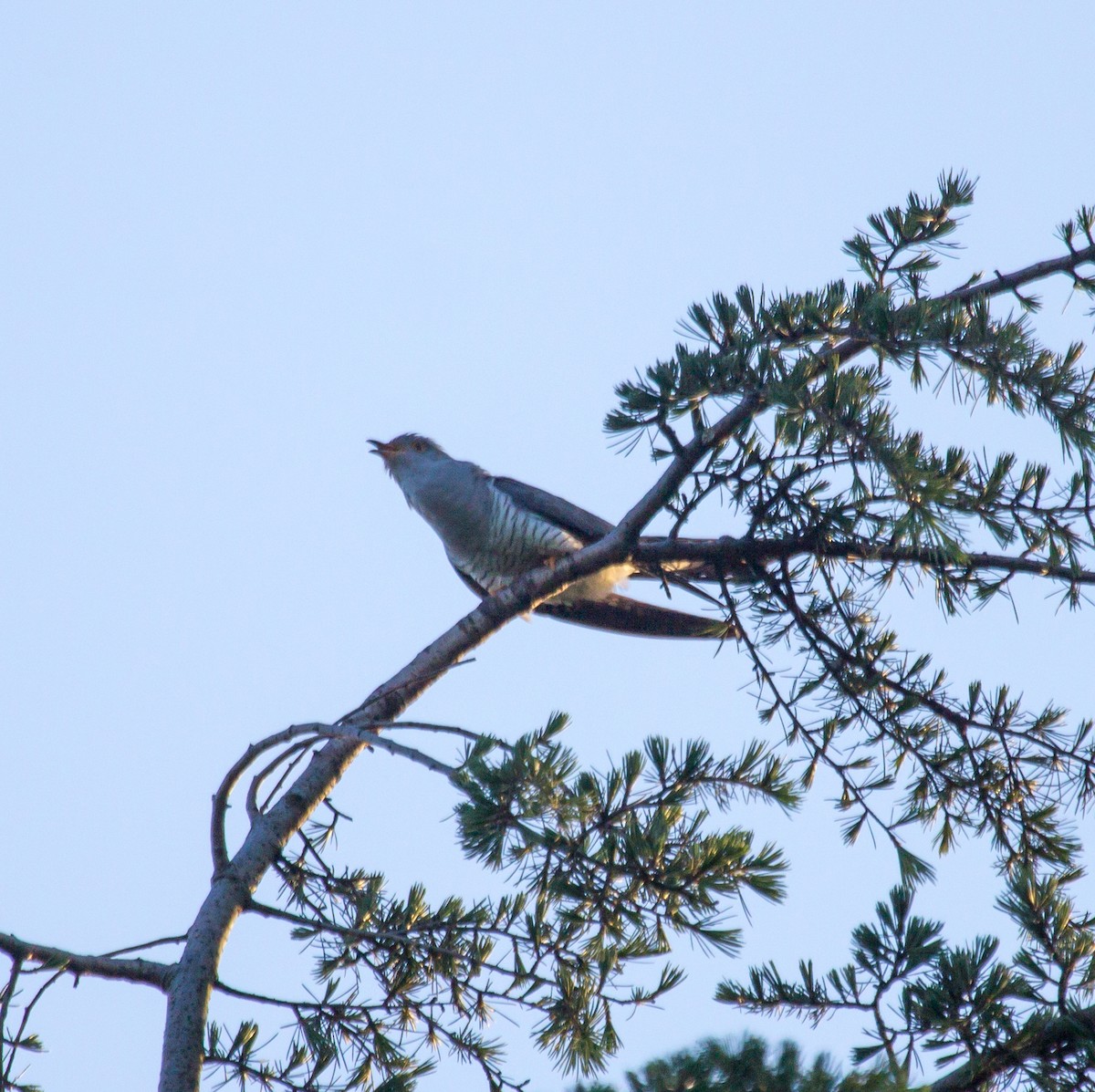 Common Cuckoo - ML619023835