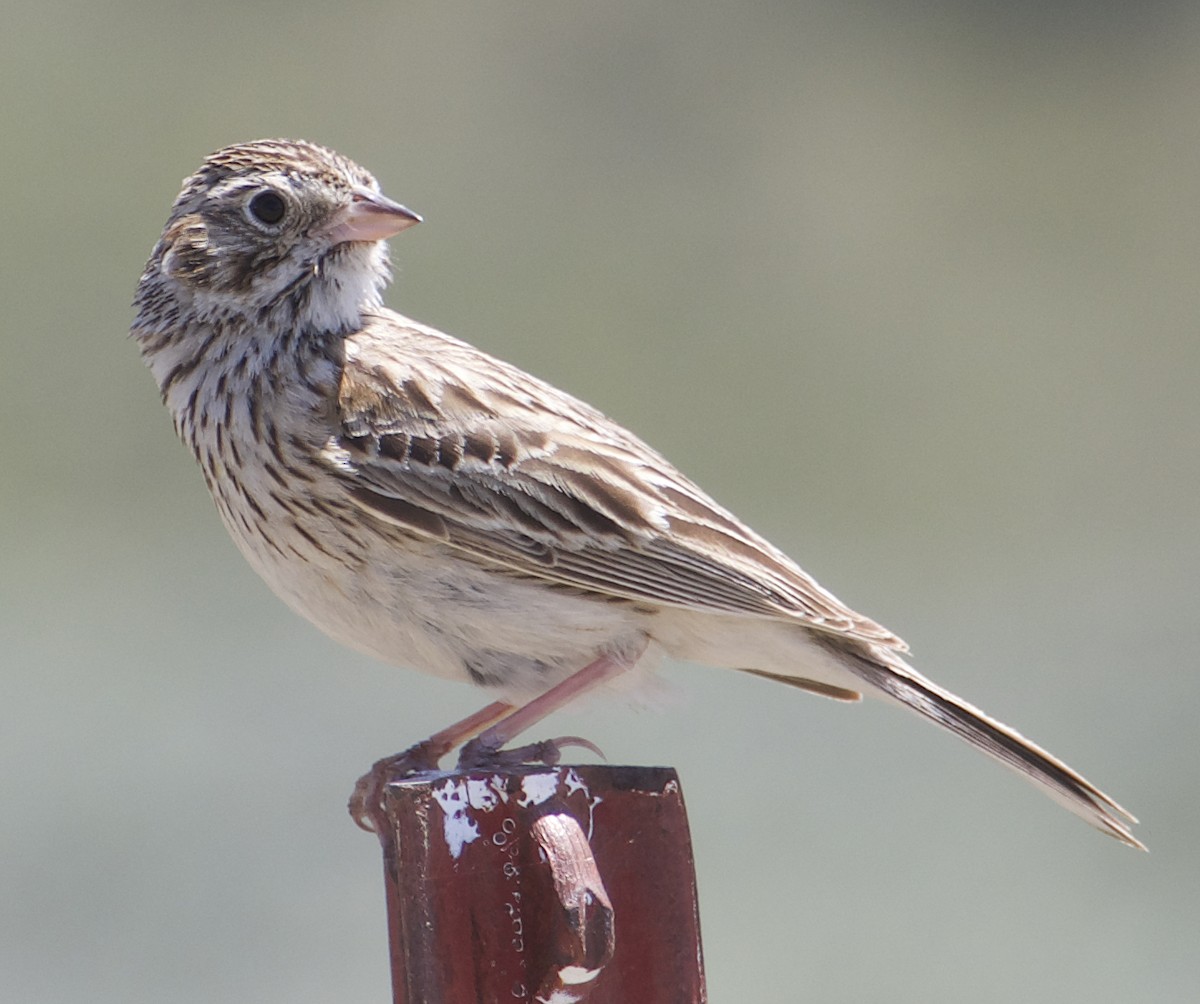 Vesper Sparrow - Dave Trochlell